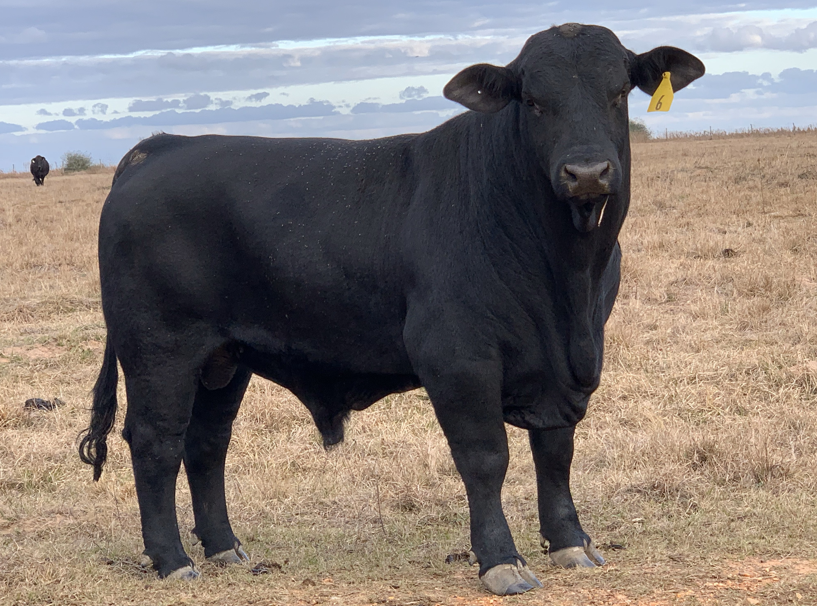 A black bull with a yellow tag on its ear is standing in a field.