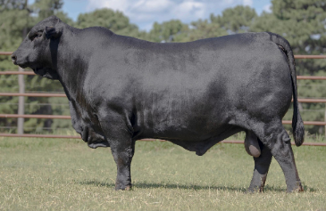 A large black bull is standing in a grassy field.