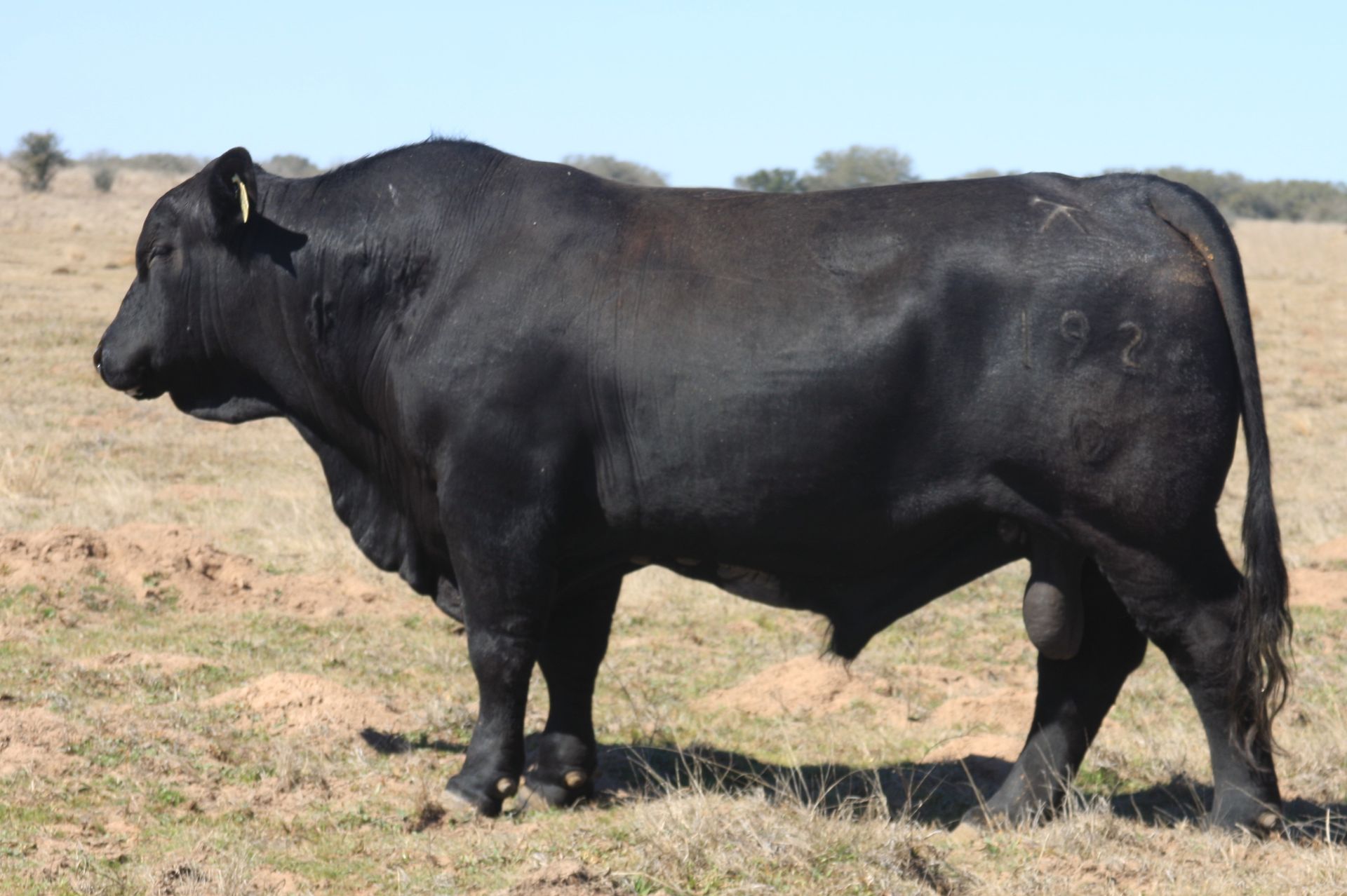 A large black bull is standing in a grassy field
