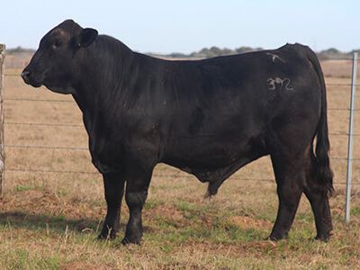 A black bull is standing in a field next to a fence.