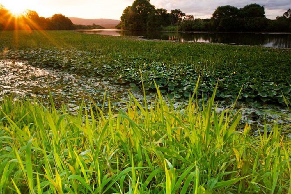 The Sun Is Shining Through The Grass In The Foreground And A Lake In The Background — Mudgeeraba Landscape Centre In Mudgeeraba, QLD
