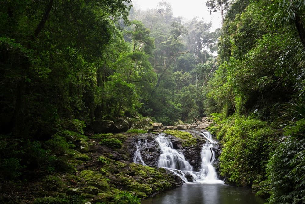 A Waterfall In The Middle Of A Lush Green Forest — Mudgeeraba Landscape Centre In Springbrook, QLD