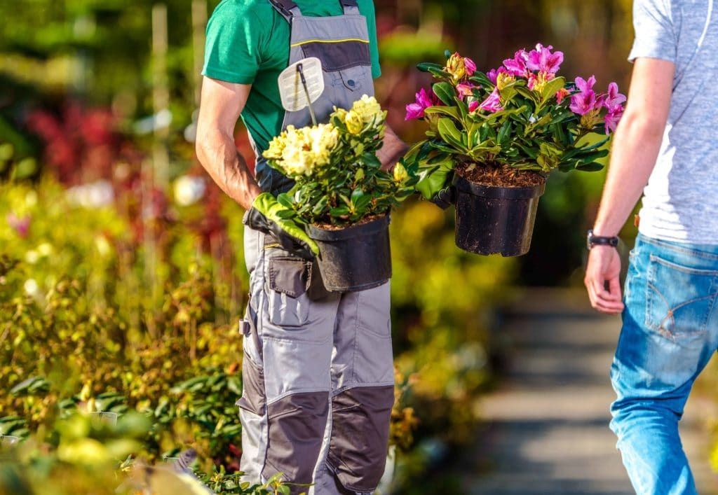 Two Men Are Carrying Potted Flowers In A Garden — Mudgeeraba Landscape Centre In Mudgeeraba, QLD