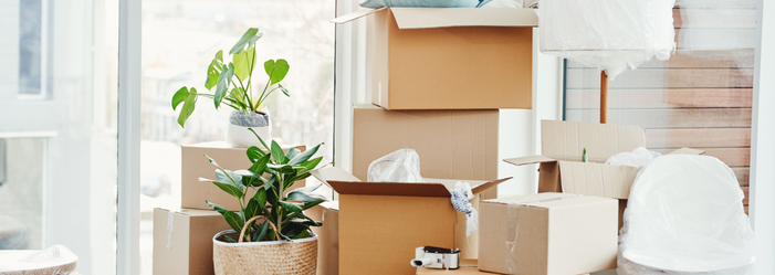 Cardboard boxes stacked in a brightly lit room with plants; suggesting a move or packing.