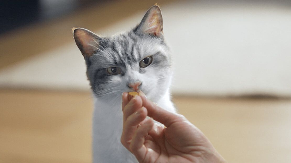 Gato comiendo una golosina de una mano; pelaje blanco, marcas grises, entorno interior.