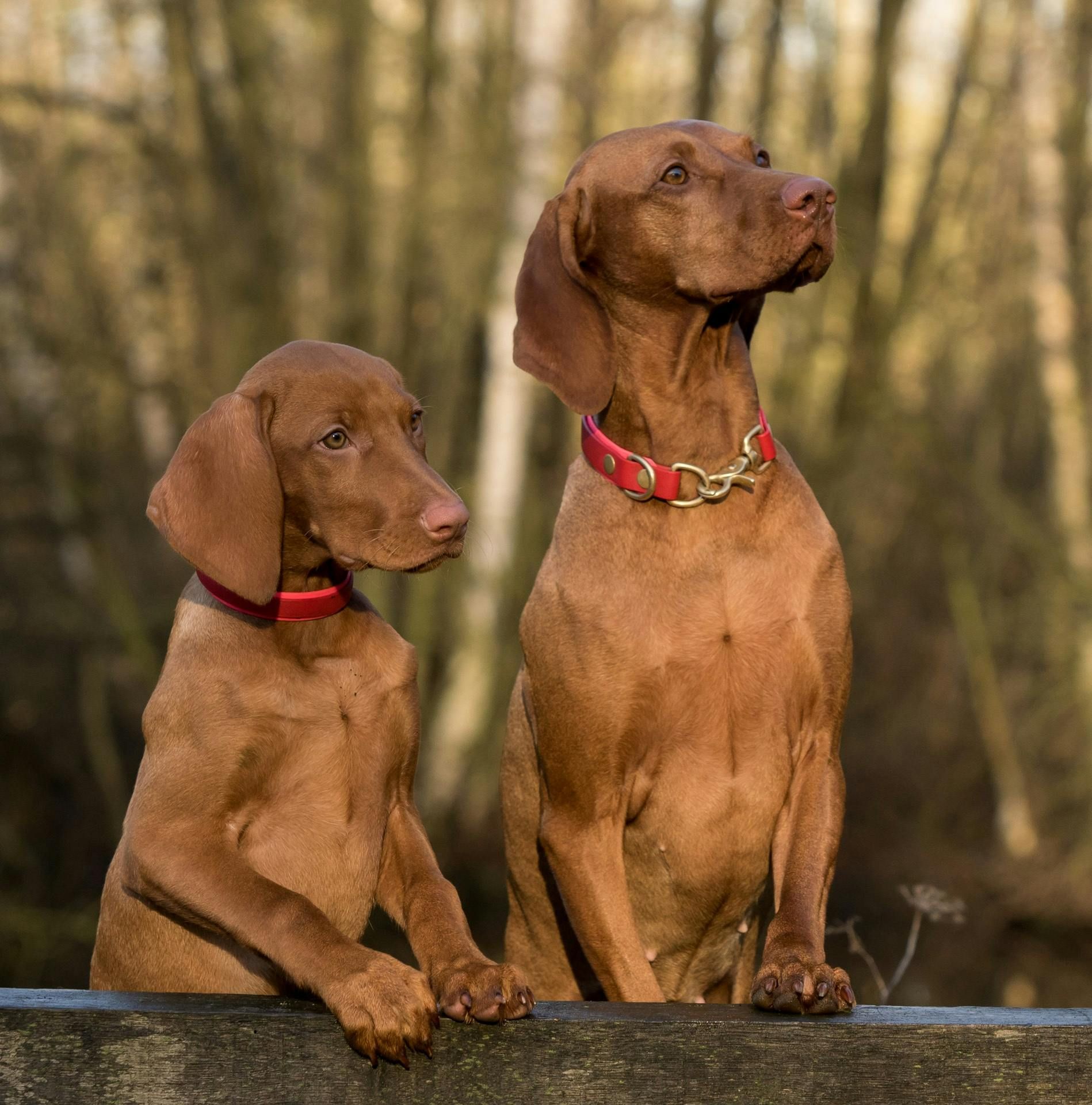 Dos perros Vizsla marrones están sentados en una cerca, ambos con collares rojos, mirando alerta en un bosque.