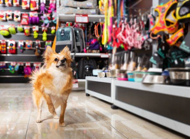Un pequeño perro color canela mira hacia arriba en una tienda de mascotas. En los estantes se exhiben collares y juguetes.