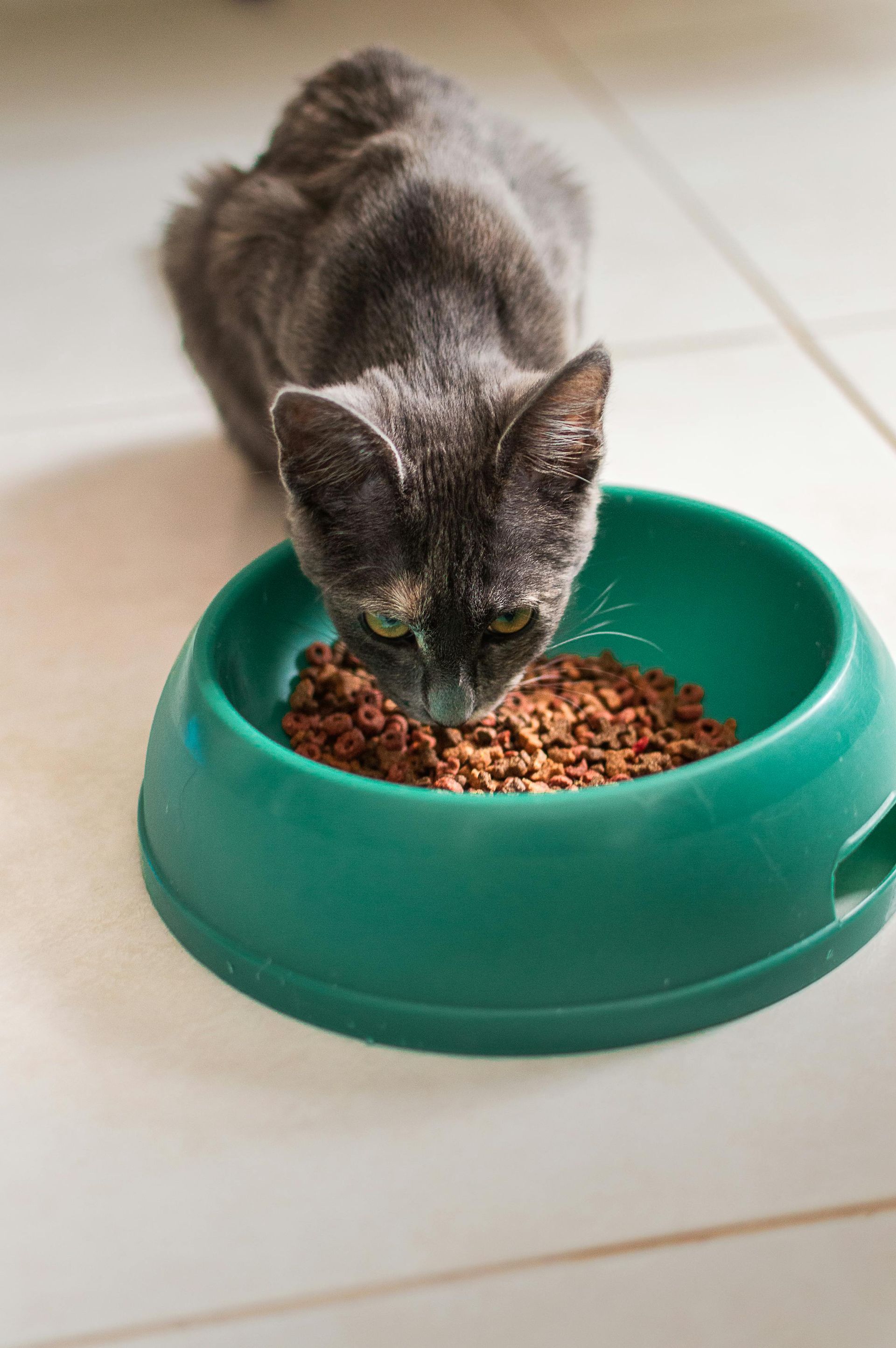 Gato gris comiendo de un recipiente de comida verde azulado sobre un suelo de baldosas.