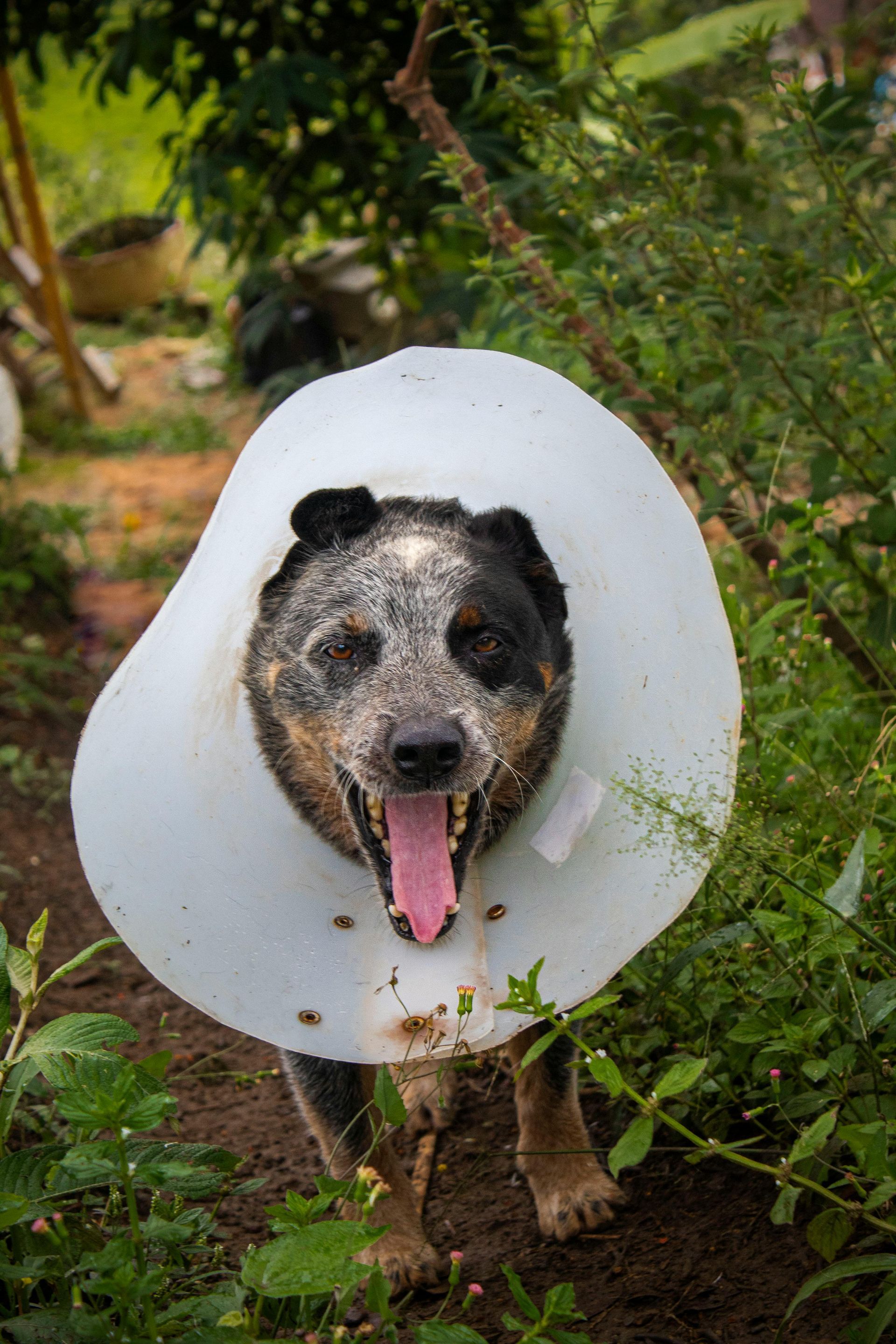 Perro con collar cónico, jadeando con la lengua afuera, al aire libre en un jardín.