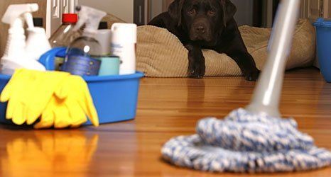 a black dog lying on the rug and cleaning mop