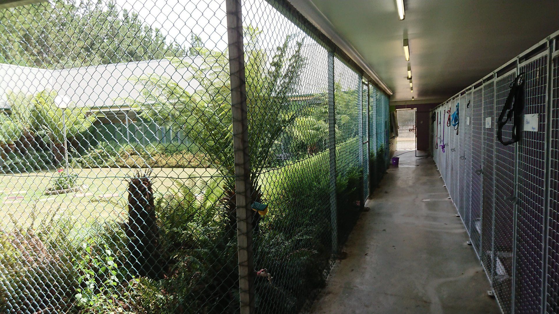 dog grooming longford