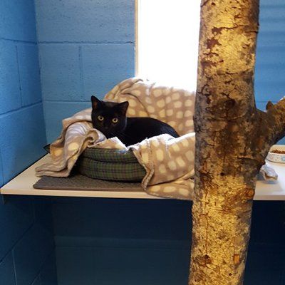 cat in her sleeping basket