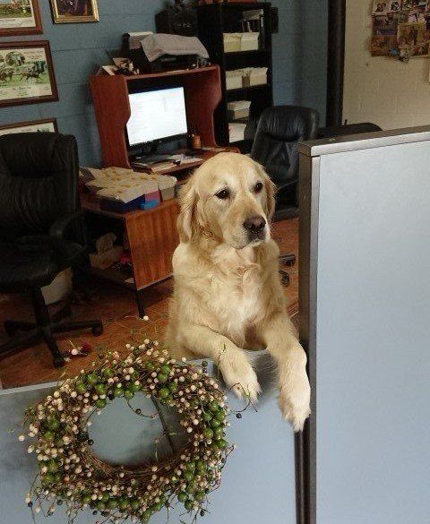 Dog Grooming in Longford Dog at the Door