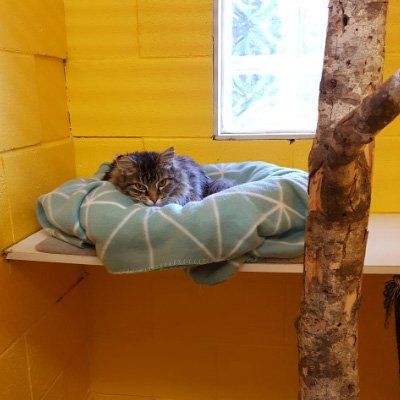 cat and dog boarding tasmania