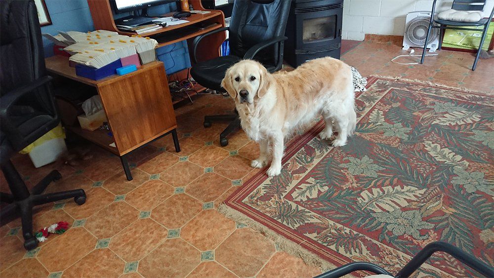 dog boarding kennels tasmania