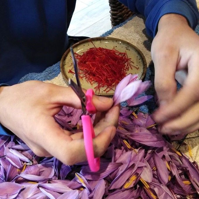 Récolte manuelle du safran artisanal, stigmates rouges issus d’un savoir-faire de qualité
