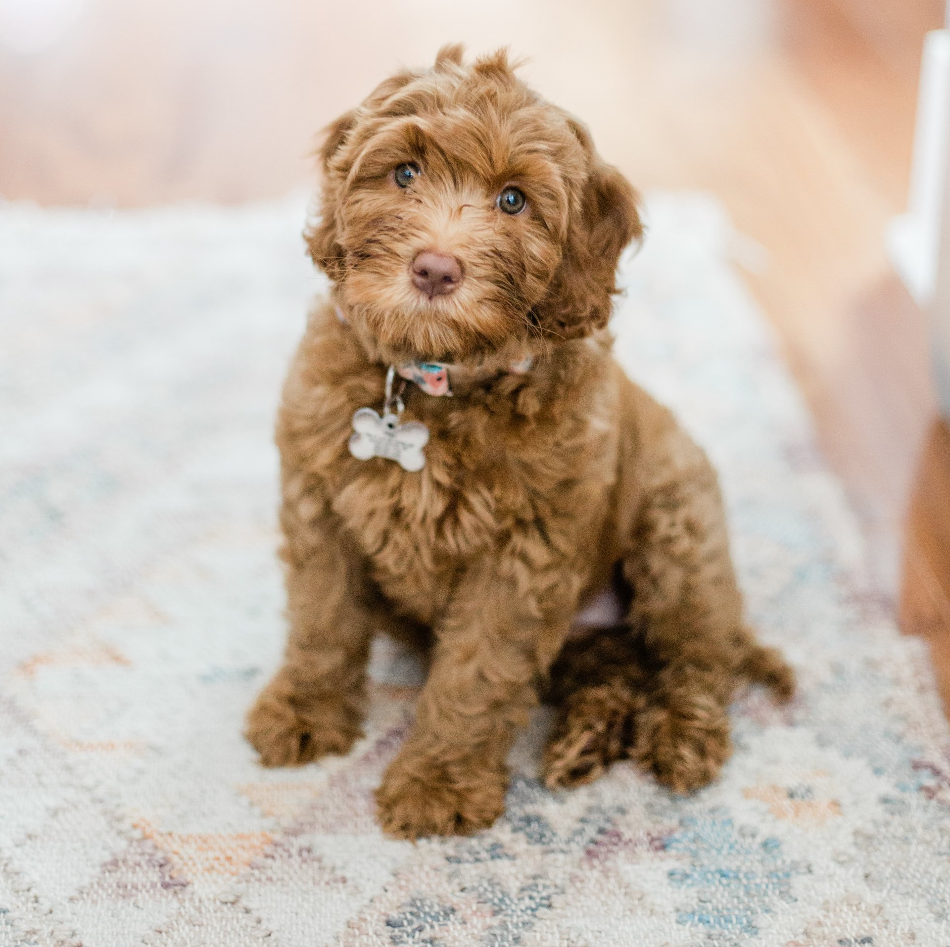A brown puppy is sitting on a rug and looking at the camera.