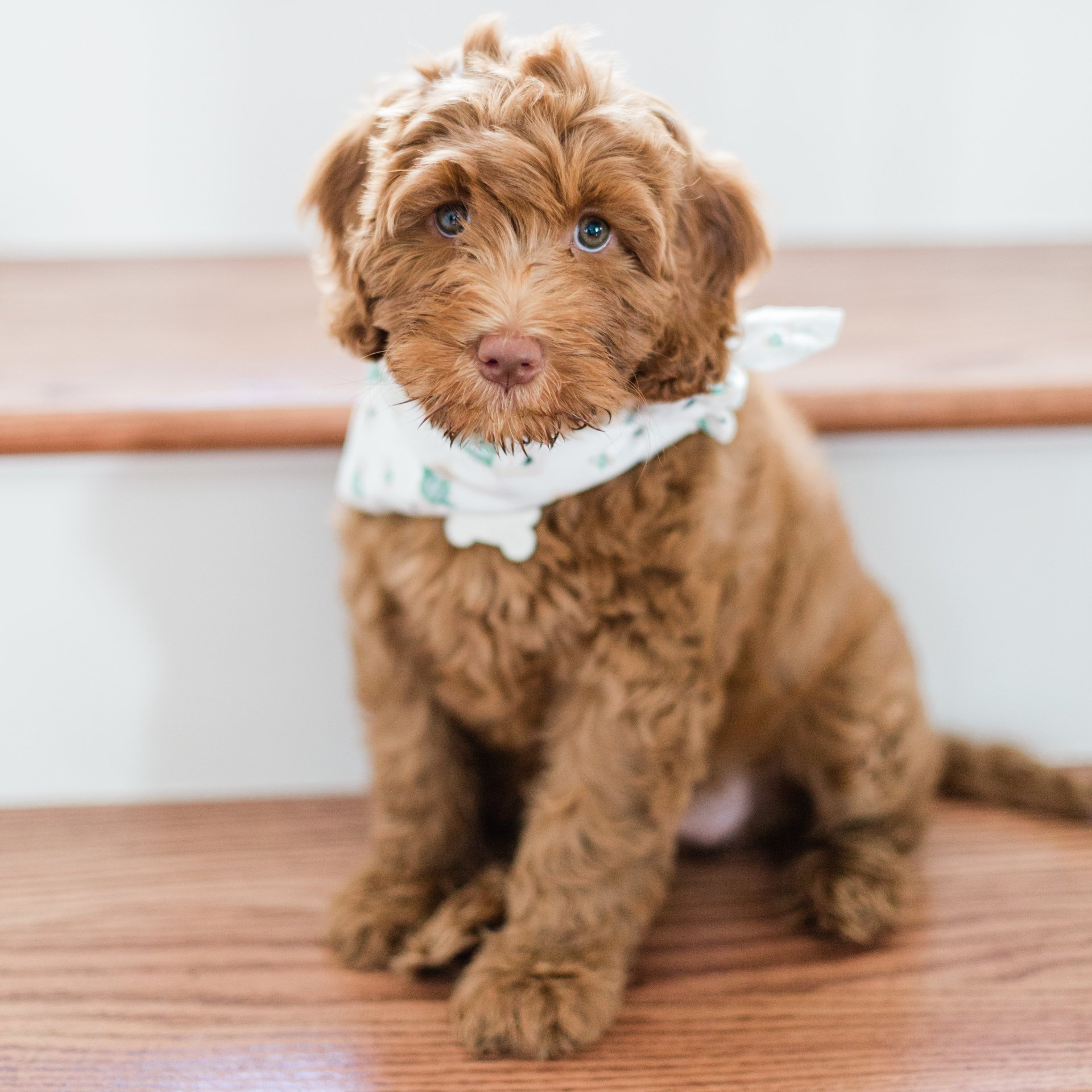 A brown puppy wearing a white bandana is sitting on a wooden floor.