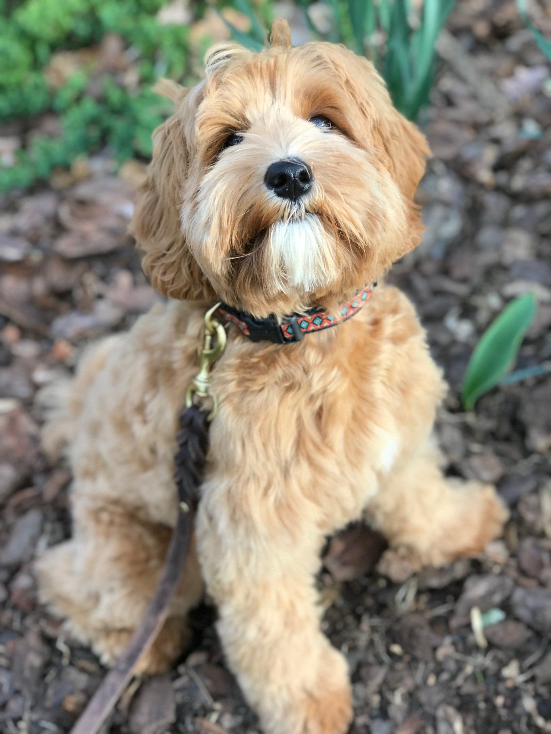 A small brown dog is sitting on the ground on a leash.