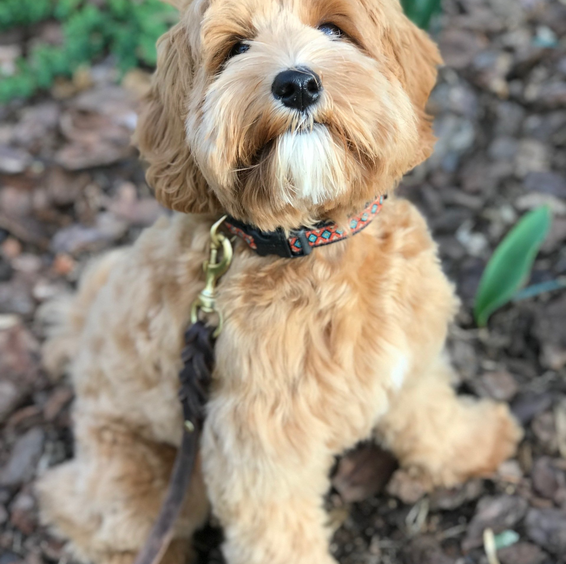 A small brown dog wearing a collar and leash is sitting on the ground.