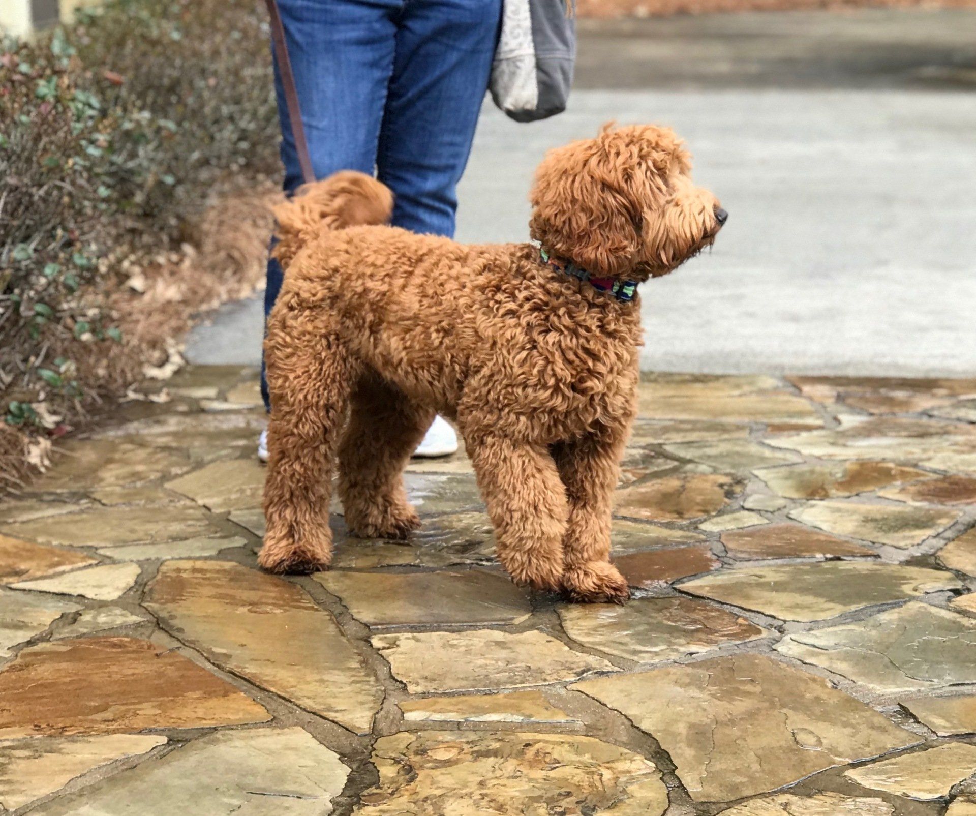 A person is walking a small brown dog on a leash on a stone walkway.