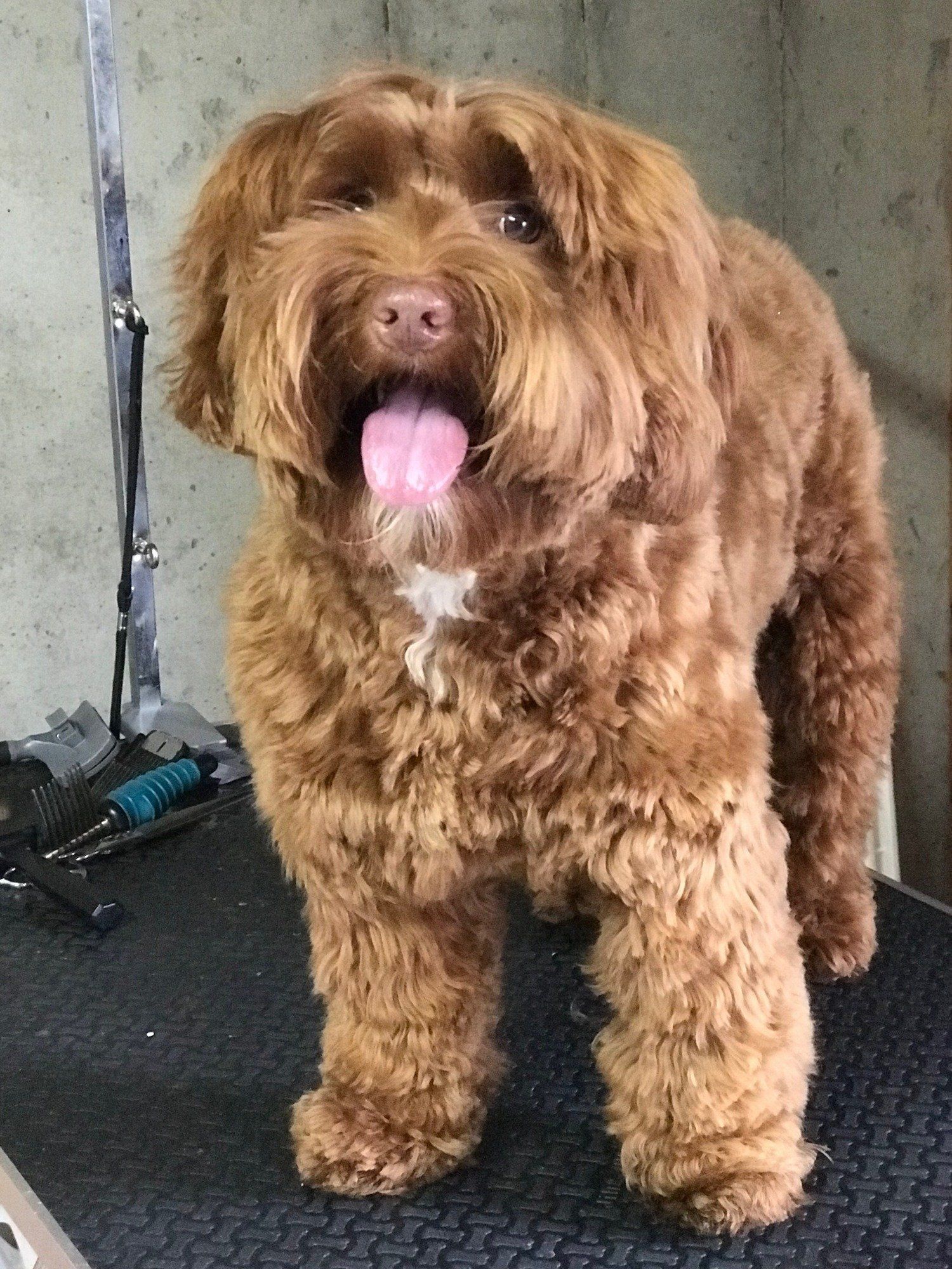 A brown dog is standing on a grooming table with its tongue hanging out.