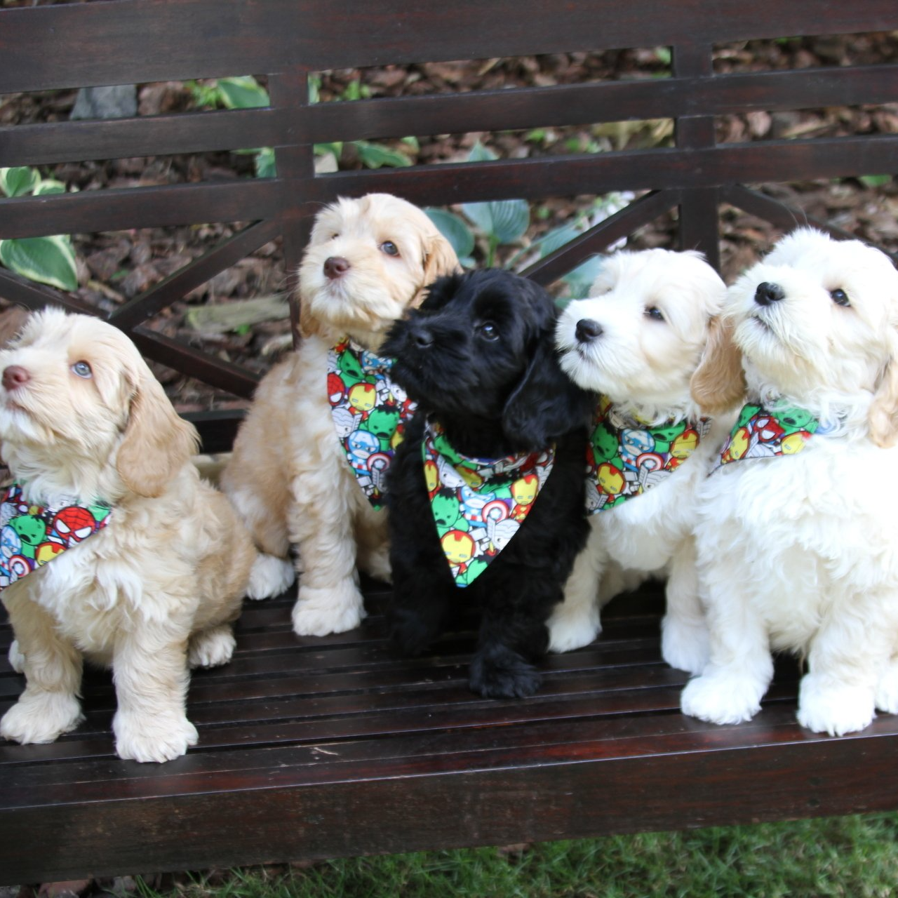 Five little puppies are sitting on a bench...