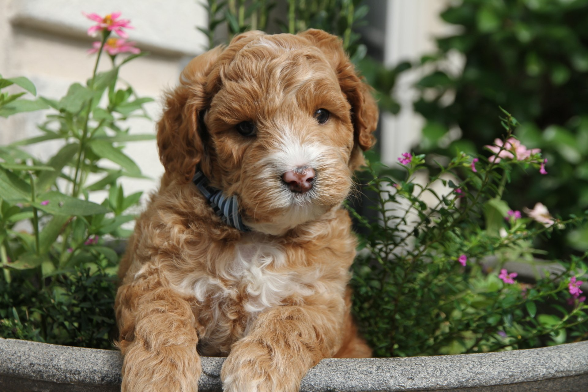 A brown and white puppy is sitting in a pot of flowers.