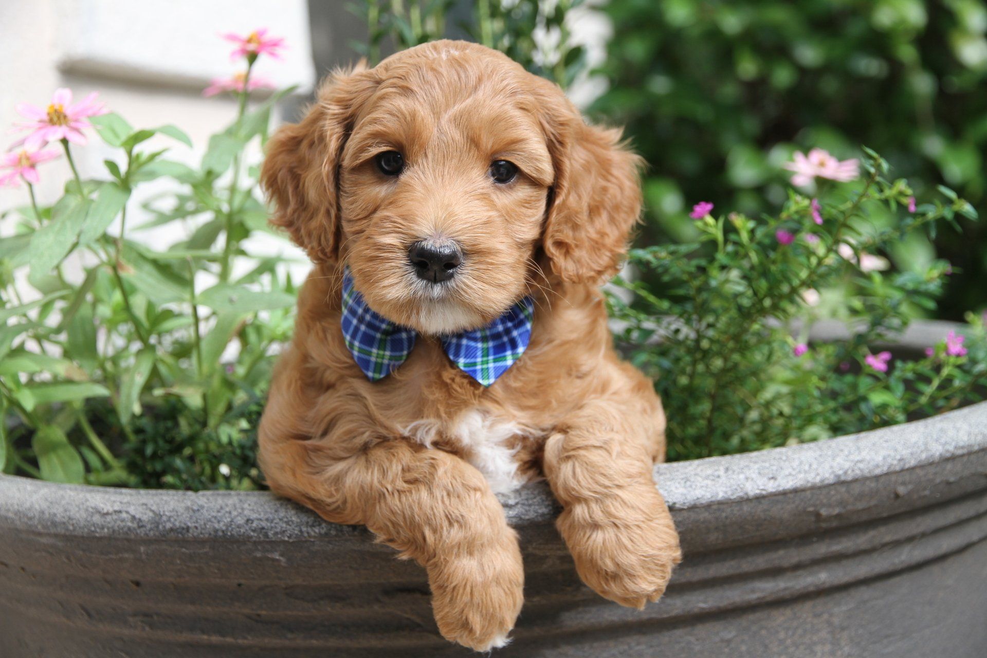 A puppy is sitting in a pot of flowers.
