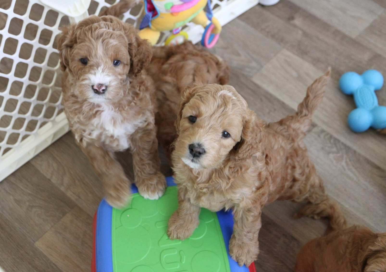 Three puppies having playtime. 