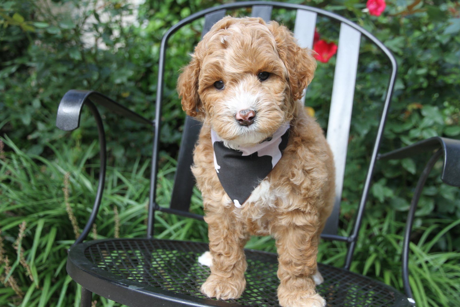 A brown and white puppy wearing a bow tie is sitting on a chair.
