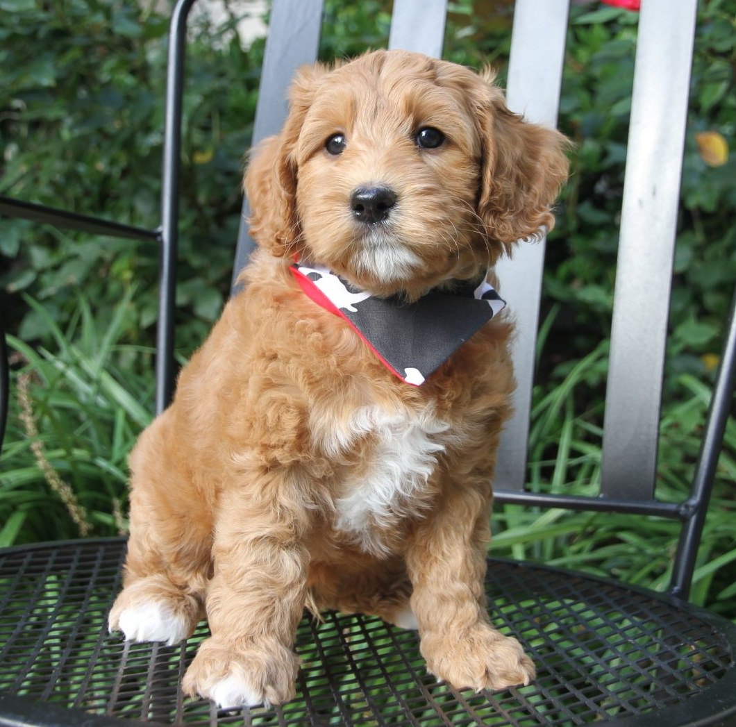 A small brown puppy wearing a bandana is sitting on a chair.