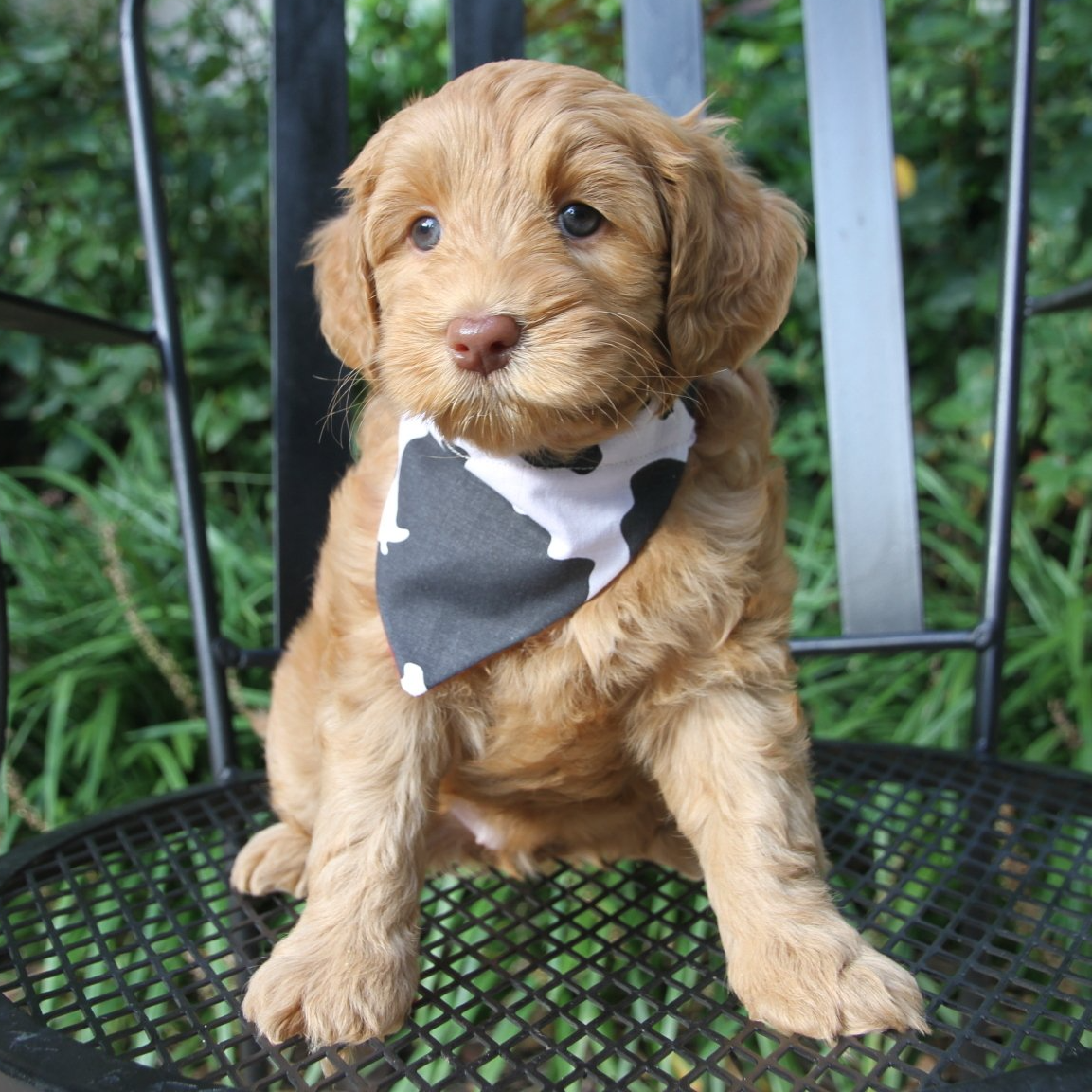 A brown puppy wearing a bandana is sitting on a chair
