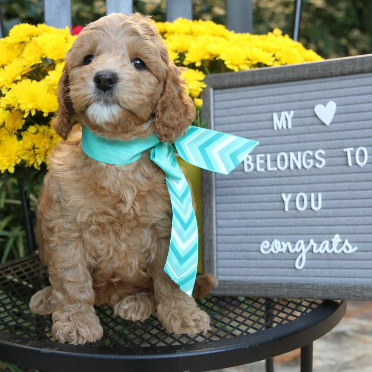 A puppy is sitting next to a sign that says my belongs to you congrats