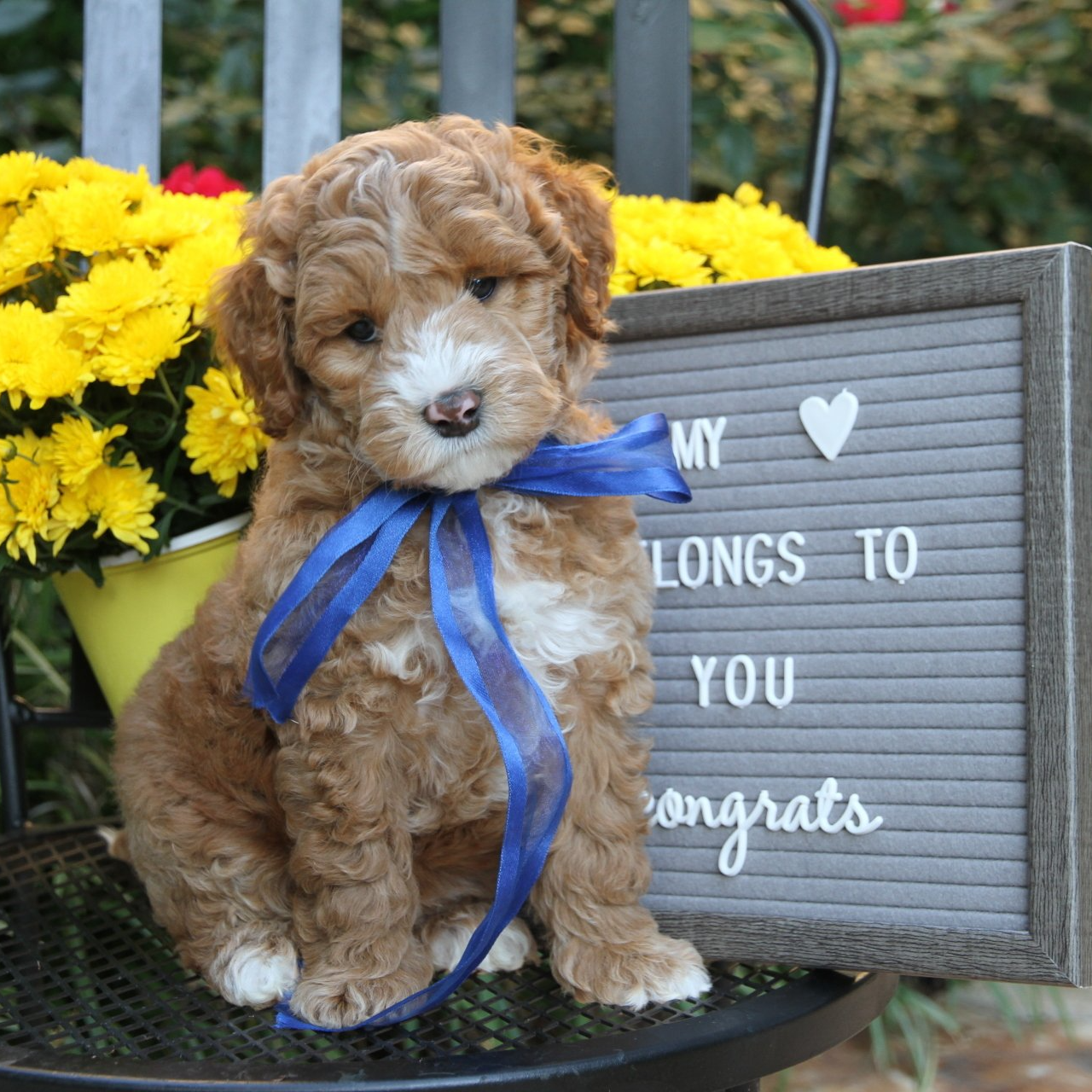 A brown and white puppy is sitting next to a sign that says my longs to you congrats