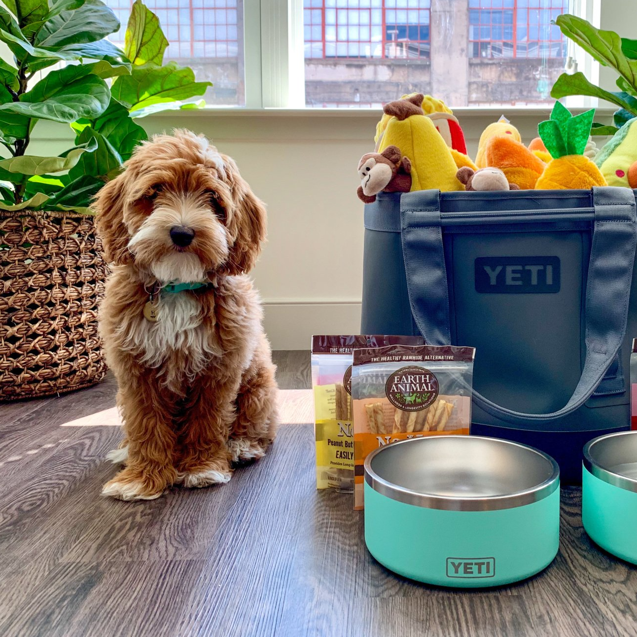 A small brown dog is sitting next to a yeti bag filled with toys.