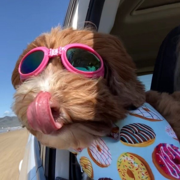 Sun's out, tongues out