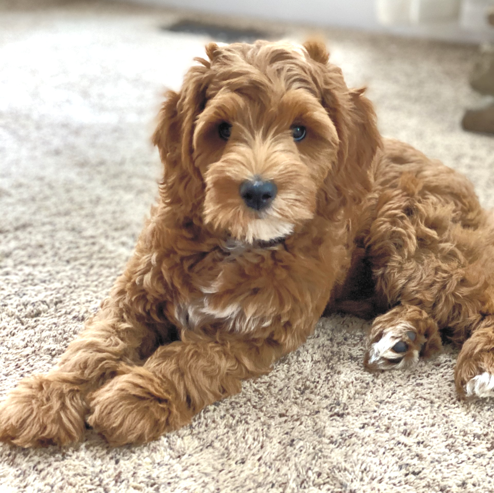 A brown puppy is laying on a carpet and looking at the camera.