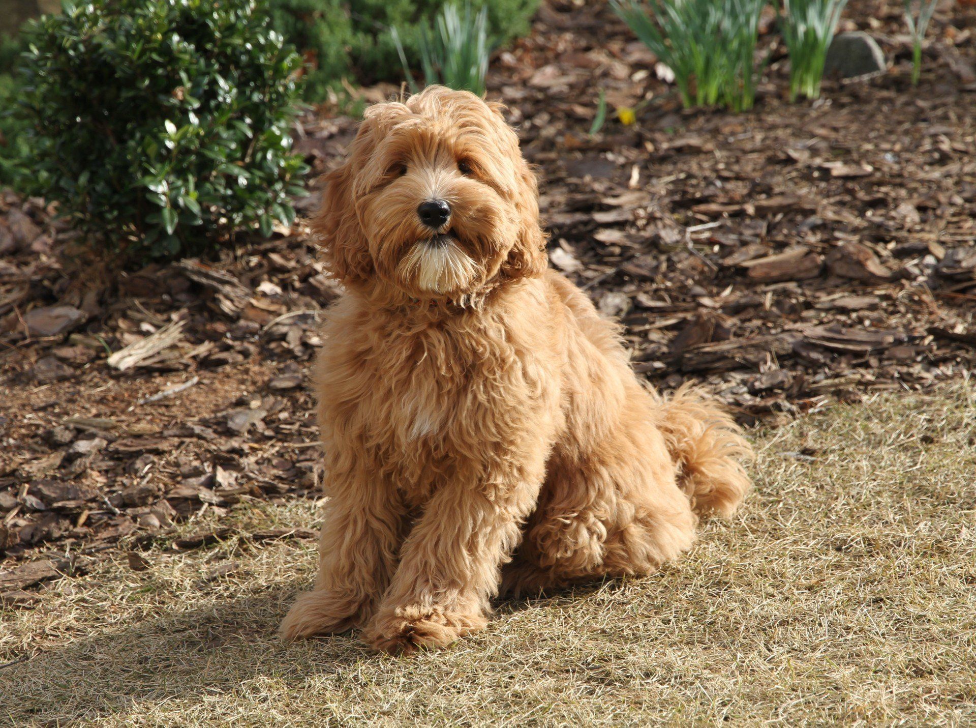 A brown dog is sitting in the grass looking at the camera
