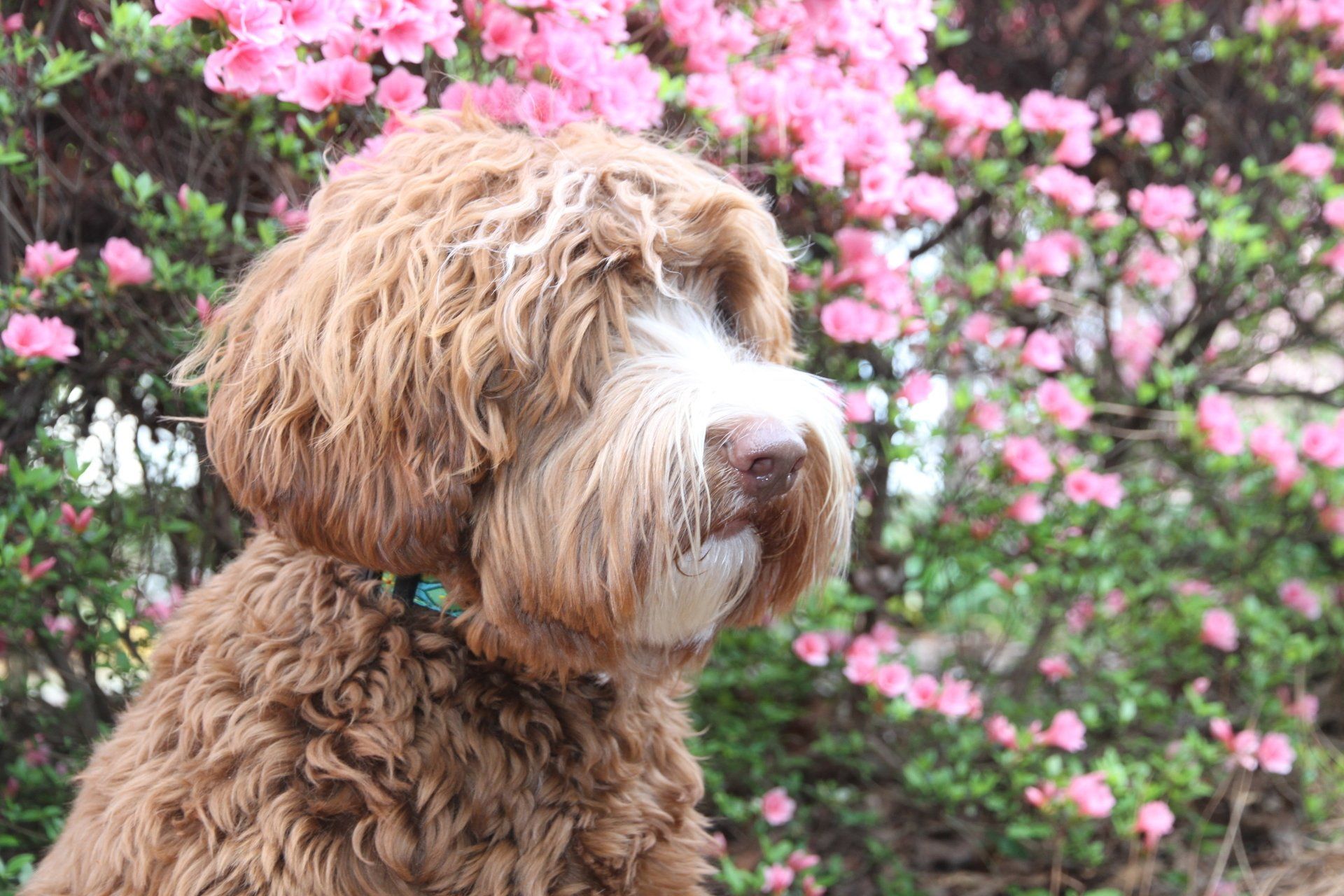 A brown dog is sitting in front of a bush with pink flowers.