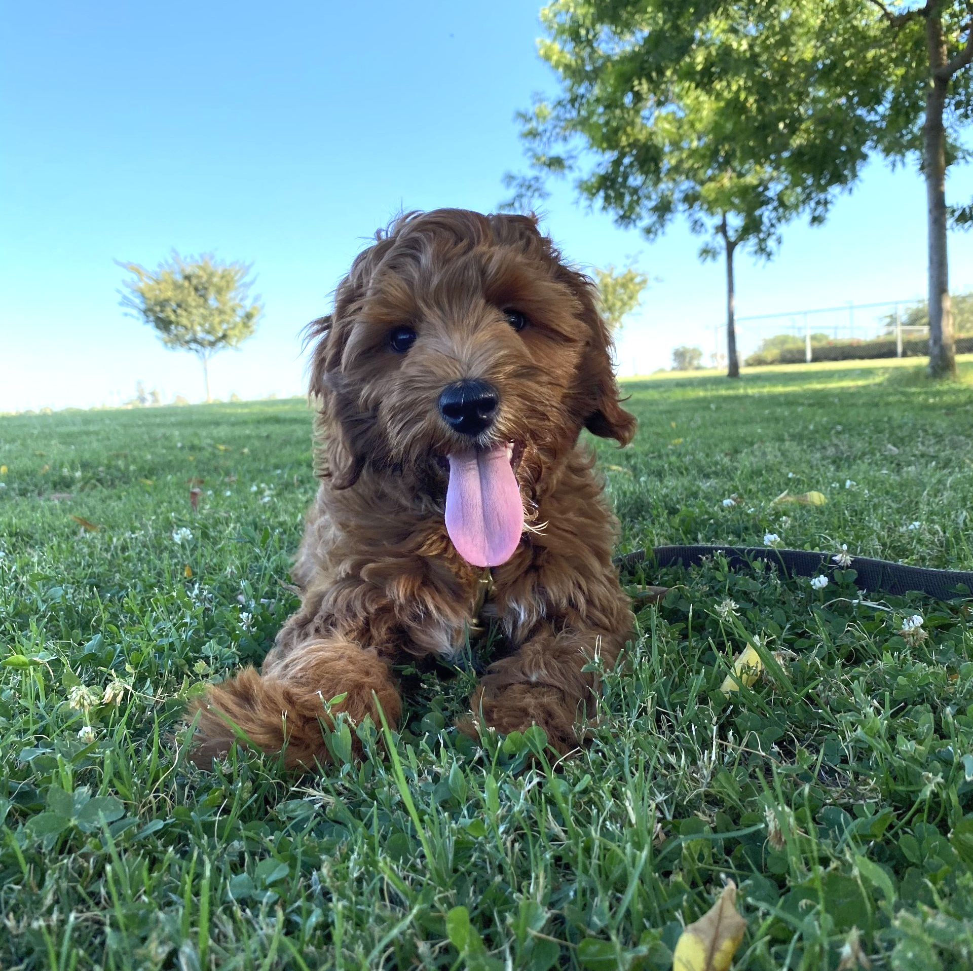 This pink tongue says I need a break. 