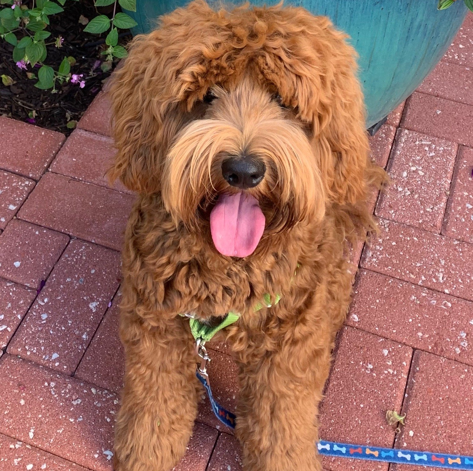 A brown dog is sitting on a brick sidewalk with its tongue hanging out.