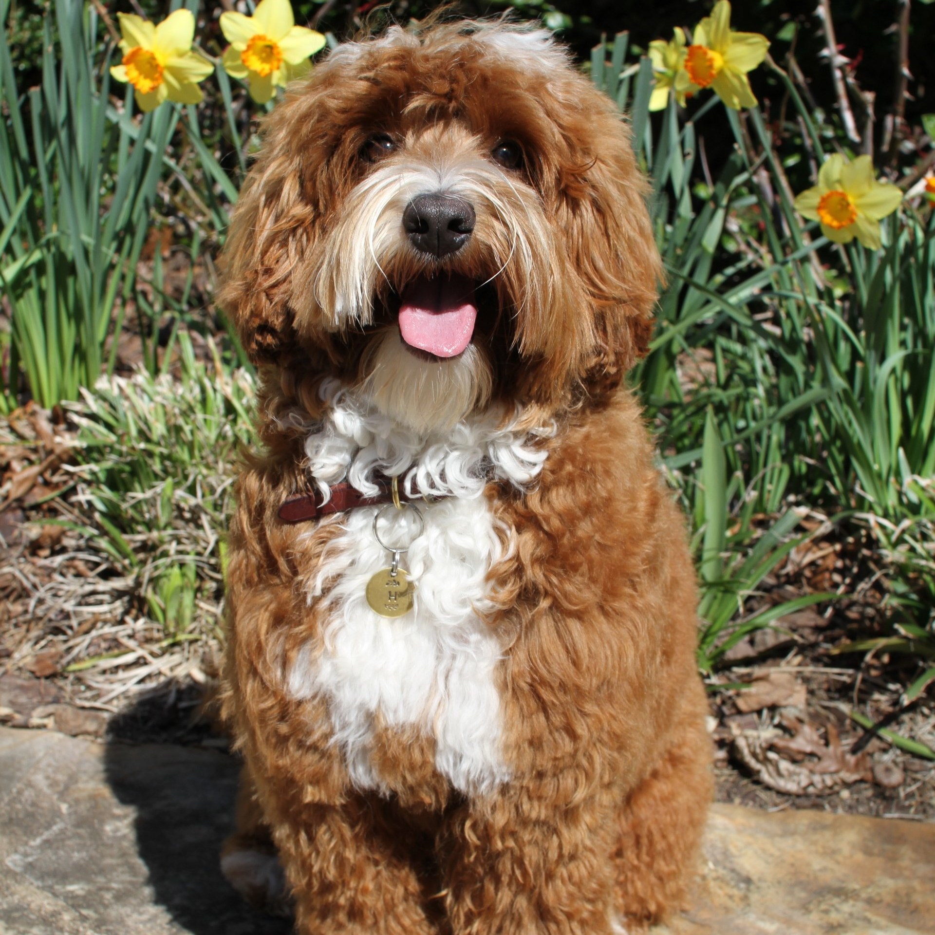 A brown and white dog with its tongue out is sitting in front of flowers.