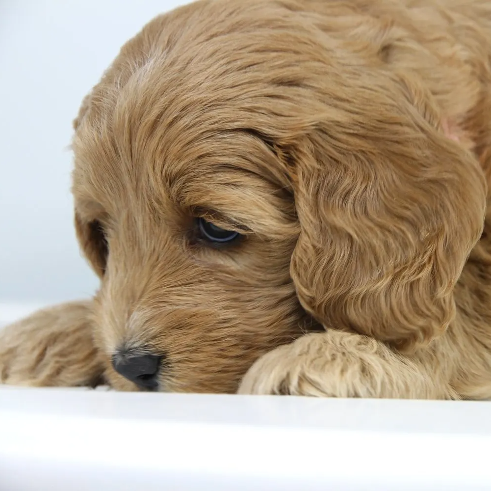 A brown puppy is laying down with its head on a white surface.