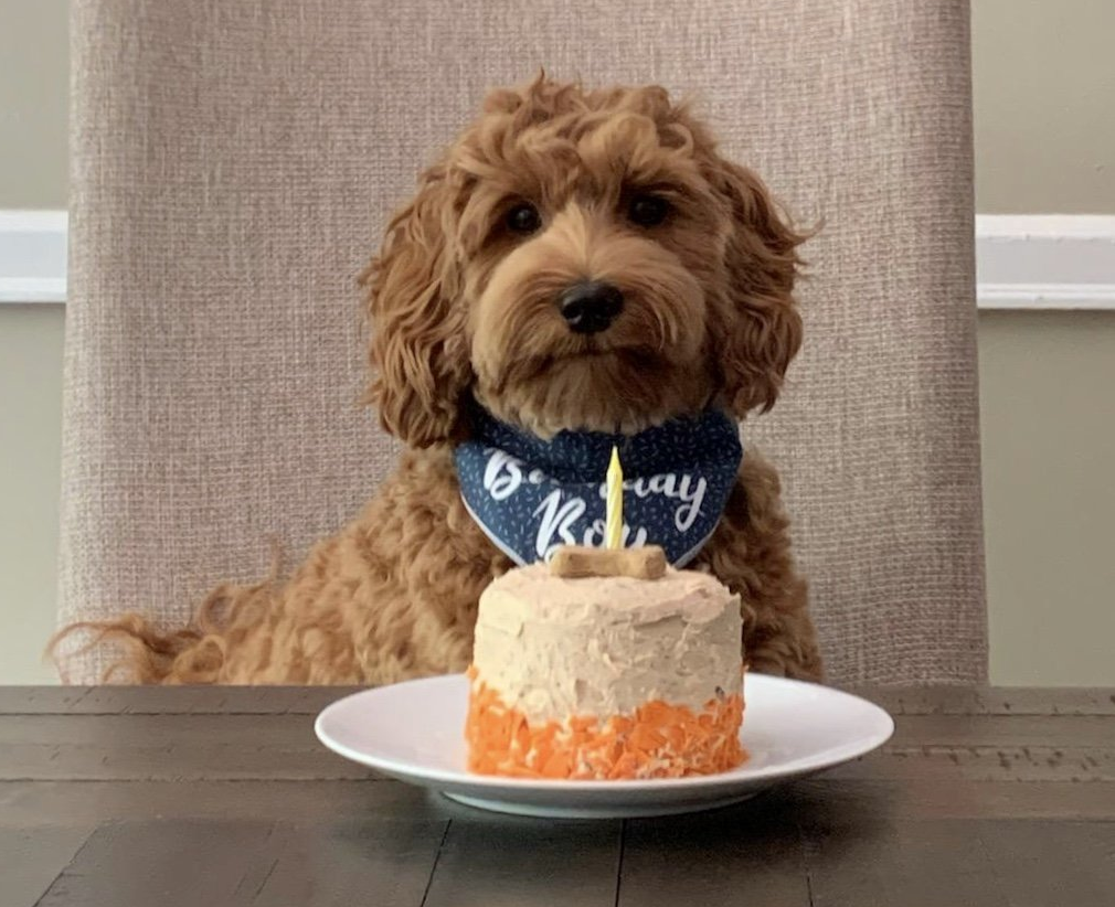 A dog is sitting at a table with a birthday cake on a plate.