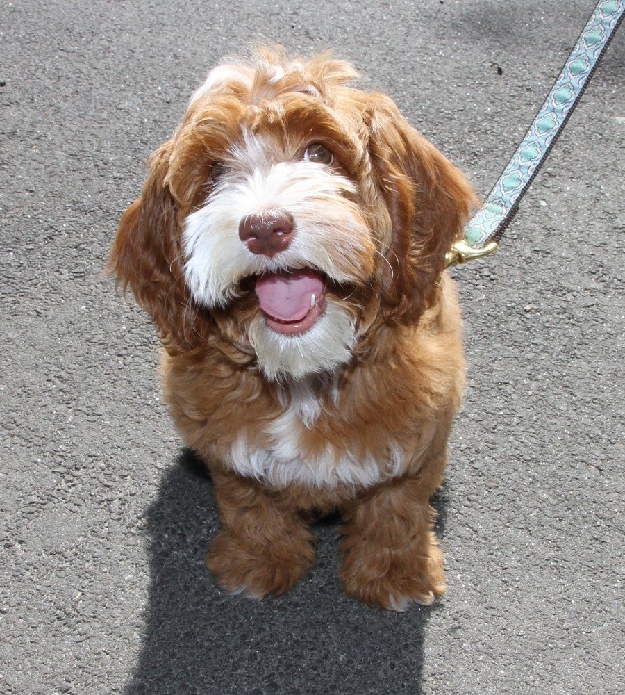 A brown and white dog on a leash with its tongue out