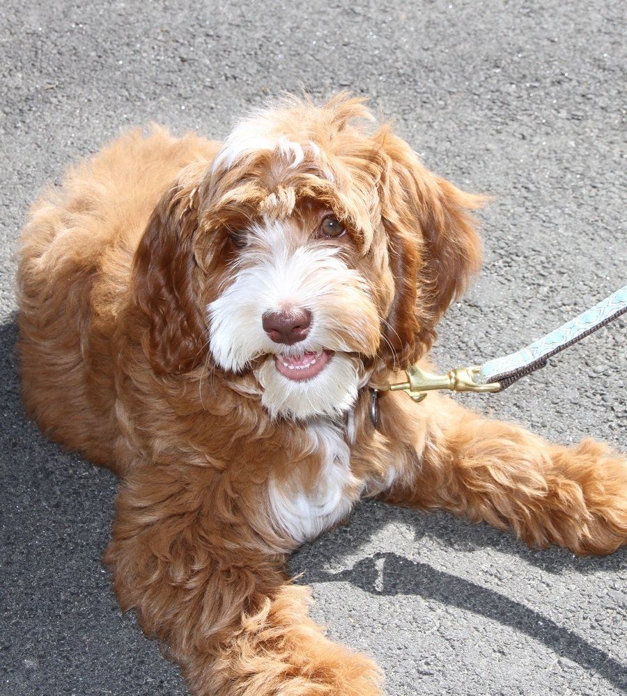 A brown and white dog on a leash laying on the ground