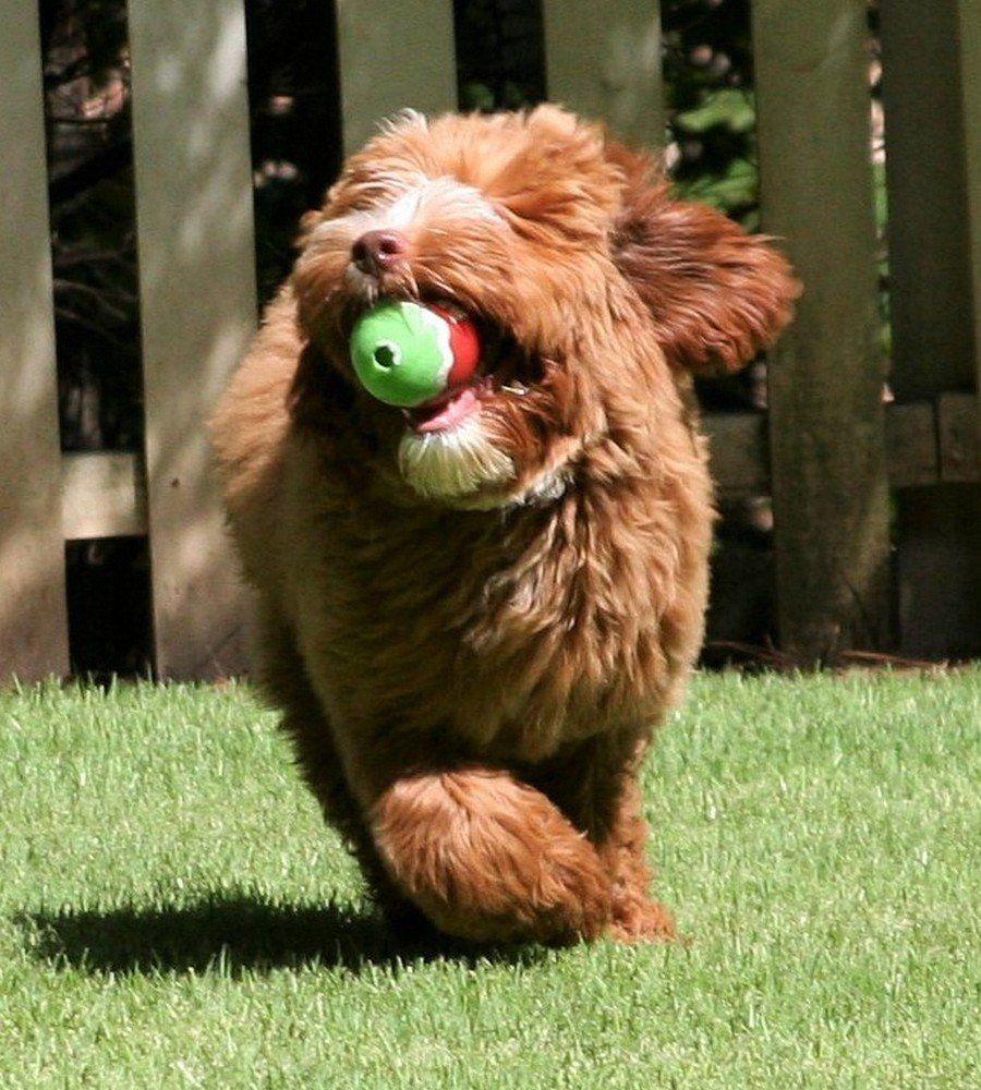A brown dog is running with a tennis ball in its mouth