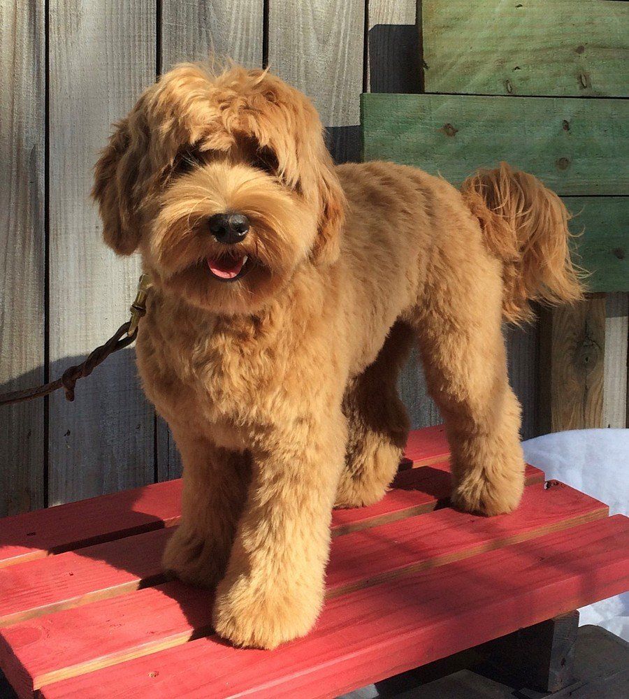 A small brown dog is standing on a red bench
