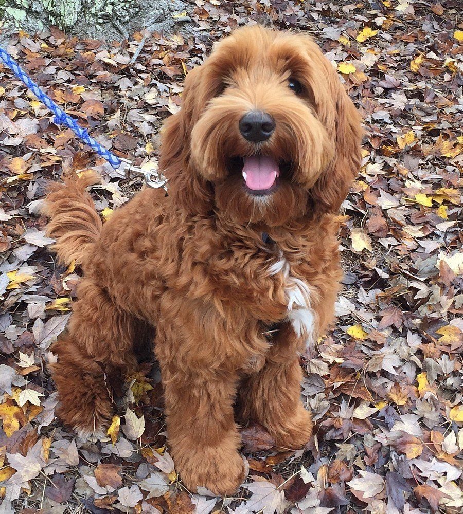 A brown dog is sitting in a pile of leaves on a leash.